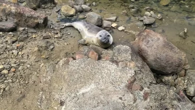 Niel, la foca che terrorizza una piccola città della Tasmania e conquista il cuore di internet