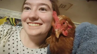 Sono così felice di essere cresciuto con le galline, ecco la mia storia