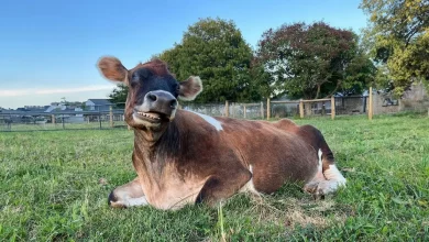 Questa mucca cieca non smette di coccolarsi con le persone che l’hanno salvata da un allevamento di latte