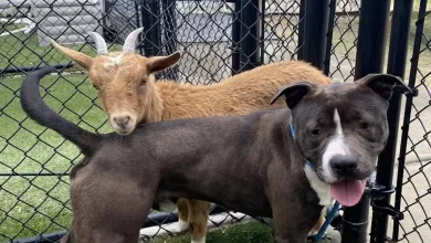 Un Cane e una Capra Sono Così Uniti che il Rifugio Decide di Farli Adottare Solo in Coppia