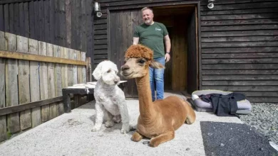 Incontra l’Alpaca Che Si Crede un Cane e Viaggia in un’Auto Comprata Appositamente Per Lei