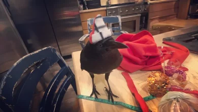 Un Corvo Parlante Fa Amicizia con una Scuola, Ha un Linguaggio Scurrile ma è Ancora Amato dai Bambini dell’Oregon