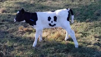 Un Vitellino con il Sorriso sulla Pelle Viene Chiamato ‘Felice’ e Pascolerà in Fattoria per il Resto della Sua Vita