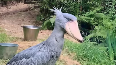 Un Raro ‘Uccello Dinosauro’ Attende Pazientemente un Compagno di Vita per Popolare la Magnifica Specie