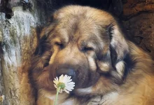 Questa famiglia di Boston racconta com’è vivere con un raro cane da guardia che sembra un orso