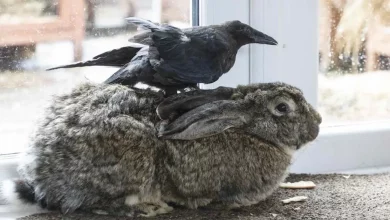 Il Corvo Crede di Essere un Coniglio Dopo Essere Stato Accolto con una Gamba Rotta da una Coppia con Cinque Coniglietti