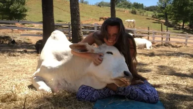 Una Donna Calma gli Animali Salvati Cantando per Loro, e si Sciolgono tra le Sue Braccia