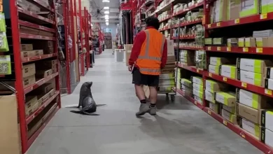 Sovraccarico di tenerezza quando una foca entra in un negozio di ferramenta in Nuova Zelanda