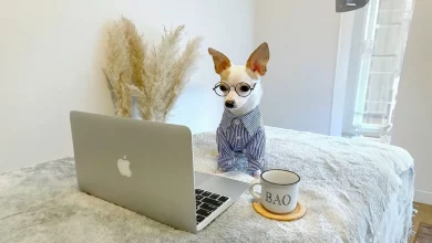 Conosci Bao, il chihuahua con un guardaroba da .500 e una vita lussuosa in hotel a cinque stelle