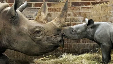 Nascita di un Rinoceronte Raro in uno Zoo Ceco: Chiamato Kyiv in Onore della Capitale Ucraina