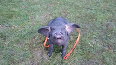 Conoscete Pudding, un maiale Meishan diventato l’animale domestico della sua proprietaria