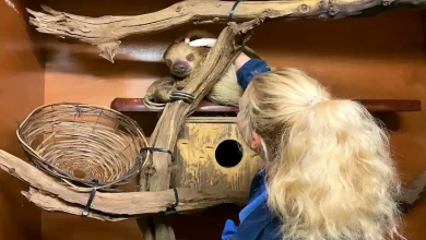 Il bradipo è amico del guardiano dello zoo e non vuole alzarsi dal letto finché non si sono coccolati al mattino
