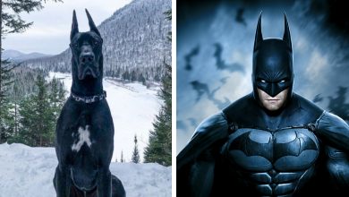 Un Cane Che Somiglia a Batman Diventa una Celebrità di Internet e Sembra che Gotham sia in Buone Zampe