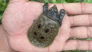 La Prima Nascita Registrata di Cuccioli di Tartaruga Pavone Birmana in Pericolo Critico di Estinzione