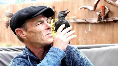 Uomo e Questo Uccellino Selvatico Hanno un Legame Adorabile Dopo un Incontro Casuale al Bordo della Strada