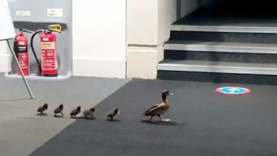 Un Adorabile Filmato Mostra una Famiglia di Anatre Che Viene “Scortata” Fuori dalla Biblioteca Dopo Aver Vagato Dentro dalla Strada