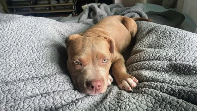 Pit Bull piena di gioia quando finalmente ha amici con cui giocare dopo essere stata evitata dagli altri cani