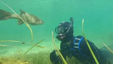 Un Uomo Diventa Amico di un Pesce e la Coppia si Incontra Ogni Estate nello Stesso Lago del Wisconsin
