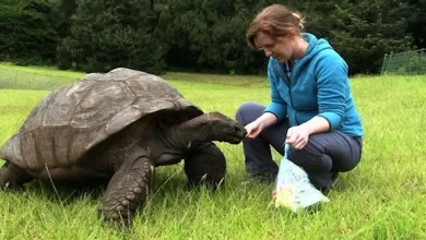 Jonathan, la Tartaruga Nominata l’Animale Terrestre Più Vecchio del Mondo a 190 Anni: Ancora Mangia e Si Accoppia