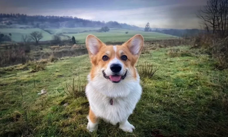 Proprietaria di Cane Sorpresa di Scoprire che il Suo Animale è il Fratello di Uno dei Corgi della Regina Proprietaria di Cane Sorpresa di Scoprire che il Suo Animale è il Fratello di Uno dei Corgi della Regina