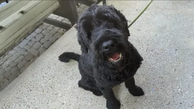 Barney, il cane, sollevato dopo che i soccorritori gli hanno tolto 7,8 kg di pelo infeltrito