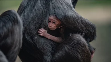 Nascita di un Raro Macaco del Sulawesi–Un Evento da Celebrare per uno dei Primati più Minacciati al Mondo