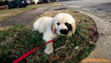 Conosci Enzo, l’unico Golden Retriever nato con un affascinante segno di nascita
