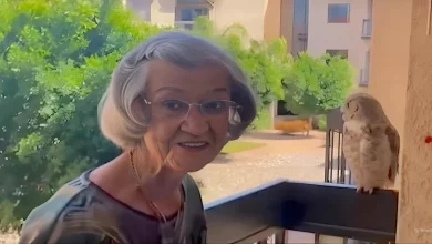 Un Gufo Visita una Nonna di 98 Anni Ogni Settimana–E la Famiglia Crede Che Sia un Segno Dal Suo Defunto Marito