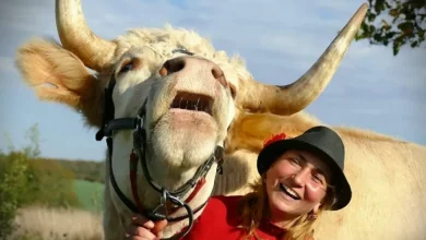 Guardate il Toro Determinato Che Pensa di Essere un Cavallo da Salto