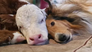 Coccolando a Temperature Gelide, Vitellino Neonata e Collie Diventano Adorabili Migliori Amici