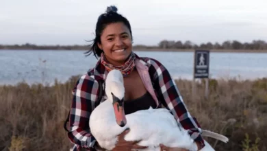 Birder Vede un Cigno Malato a NYC e Lo Avvolge per un Viaggio di 37 km Attraverso la Città per Salvargli la Vita