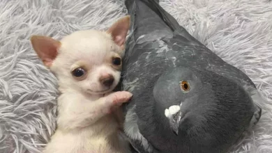Un Piccione Che Non Può Volare Diventa Inseparabile Amico Di Un Adorabile Chihuahua Che Non Può Camminare
