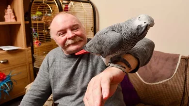I Vigili del Fuoco Divertiti Dopo Essere Accorsi per una Chiamata, Solo per Scoprire un Pappagallo che Imitava un Allarme Antincendio