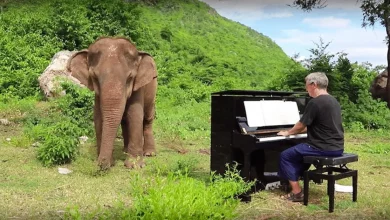 Quando i Concerti Diventarono Privi di Significato, un Pianista Trovò Appagamento Suonando Musica per Elefanti Ciechi