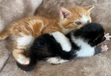 Un Gattino di Nome Lennon Salvato su John Lennon Drive Ora Fa da Fratello Maggiore a un Altro Gattino Randagio–Ringo