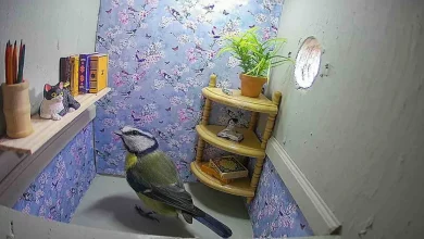 Dai un’Occhiata alla Diretta Streaming di Questa Donna su una Casetta di Uccelli Progettata per Assomigliare a un Piccolo Soggiorno