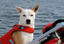 Un Cane da Soccorso Aiuta a Salvare le Balene in Pericolo Annusando i Loro Escrementi come Cane da Conservazione