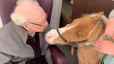 I Residenti di una Casa di Riposo con Demenza si Divertono con un Ospite Molto Speciale Quando le Visite Sono Limitate – un Cavallo in Miniatura