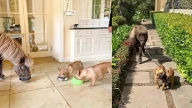 In Questa Famiglia, i Cani Portano a Passeggio il Cavallo