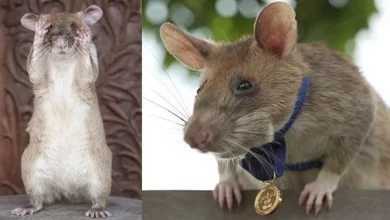 Questo Ratto Fiuta le Mine Antiuomo in Cambogia—E Ha Appena Vinto una Medaglia d’Oro per il Suo Lavoro Salva-Vita