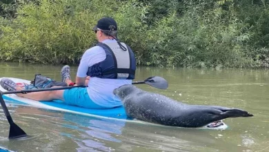 Guarda il Momento in cui una Foca Salta sul Retro di una Tavola da Paddle per Farsi Dare un Passaggio