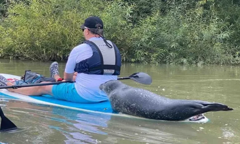 Guarda il Momento in cui una Foca Salta sul Retro di una Tavola da Paddle per Farsi Dare un Passaggio Guarda il Momento in cui una Foca Salta sul Retro di una Tavola da Paddle per Farsi Dare un Passaggio
