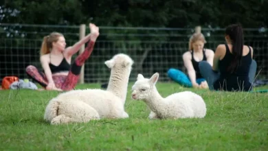Ora puoi fare yoga in un campo pieno di deliziosi alpaca