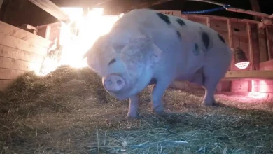 Buon Samaritano Salva Maiale di un Contadino, Chiama il 911 Dopo Aver Partecipato a una Diretta e Aver Visto il Fienile in Fiamme