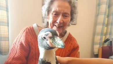 Dopo che una 99enne Ha Espresso Desiderio di Incontrare un Pinguino, Tutta la Sua Casa di Riposo è Eccitata per una Visita a Sorpresa