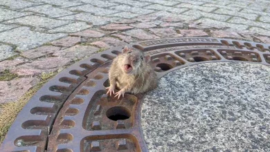 Migliaia di persone sono in visibilio per le foto del salvataggio di un topo cicciotto dal tombino