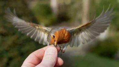 Il Miglior Amico dell’Uomo è un Pettirosso Che lo Ha Aiutato a Superare un Trauma – Guardalo Nutrire dalla Sua Mano