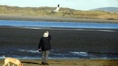 Un Gabbiano Ha Visitato l’Uomo che lo Ha Salvato Quasi Ogni Giorno per gli Ultimi 12 Anni