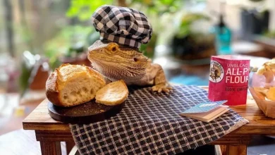 Questo lucertolone ha il suo libro di cucina ed è assolutamente adorabile