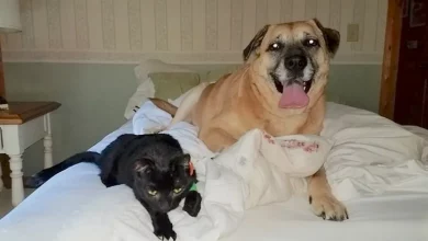 Cane trova gatto scomparso nascosto nel pavimento 2 mesi dopo un incendio in casa